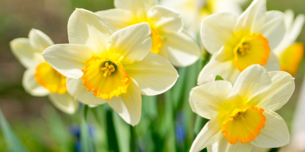 If You Want to Keep Daffodils Alive Indoors, Don’t Make These 5 Common Mistakes