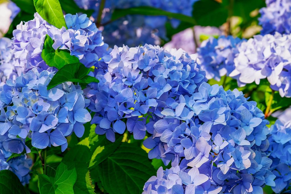 Forget Fertilizer — All You Need Is a Potato to Save Your Dying Hydrangea