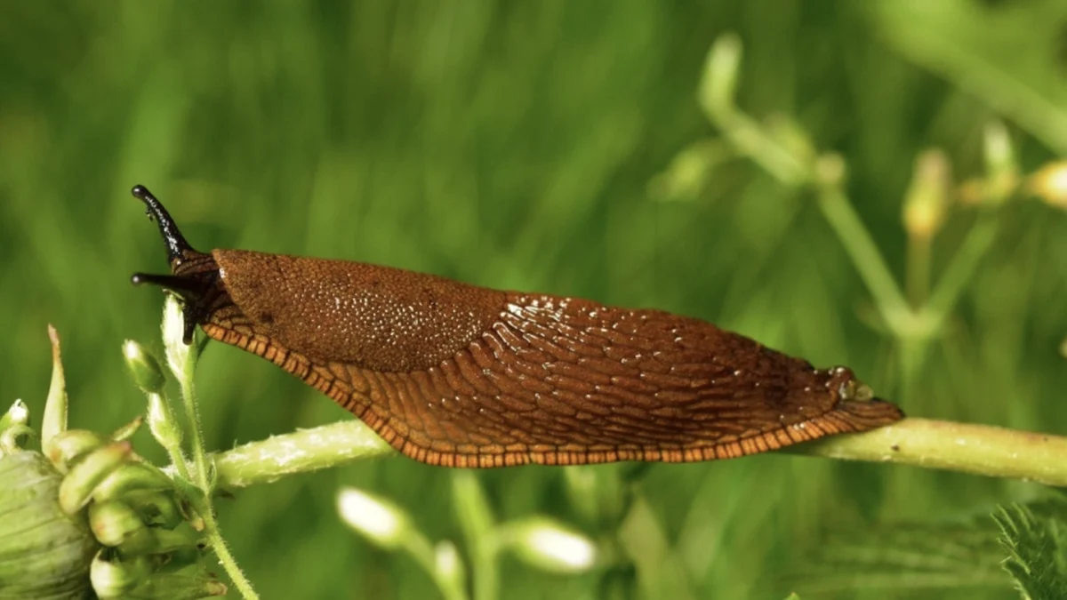 Spring Snails Snail Control in Spring: How to Protect Your Plants from These Slimy ...